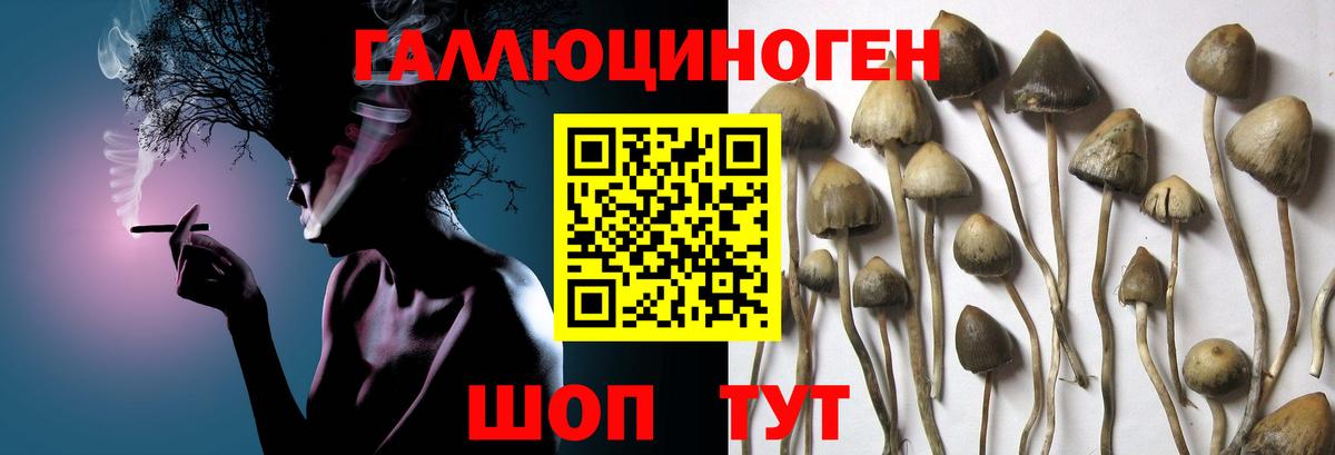 Псилоцибиновые грибы мицелий  Вход с VPN  Лесной 